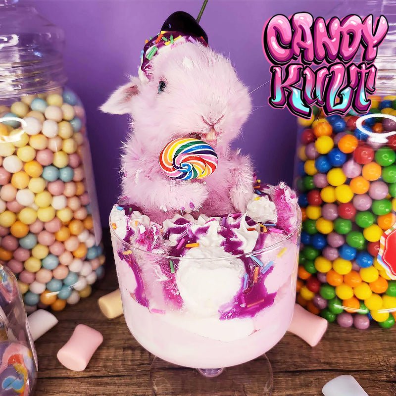 Ice Cream Sundae Lollipop Bunny Candy Kult bunny taxidermy Candy Cult - Candy Kult Land - Wishbone - Boo Kitty - Panku - Frosti - Toxic Kitten - Hex - Heart - Cult Candy - Ca