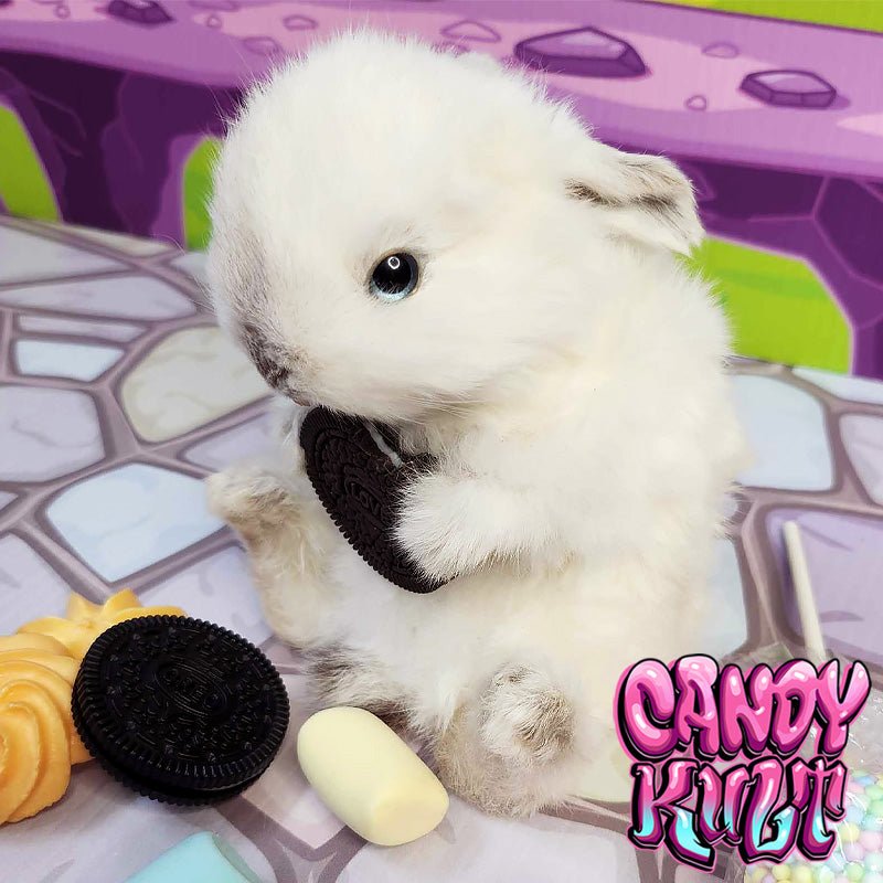 Oreo Cookie Bunny Candy Kult bunny taxidermy Candy Cult - Candy Kult Land - Wishbone - Boo Kitty - Panku - Frosti - Toxic Kitten - Hex - Heart - Cult Candy - Ca
