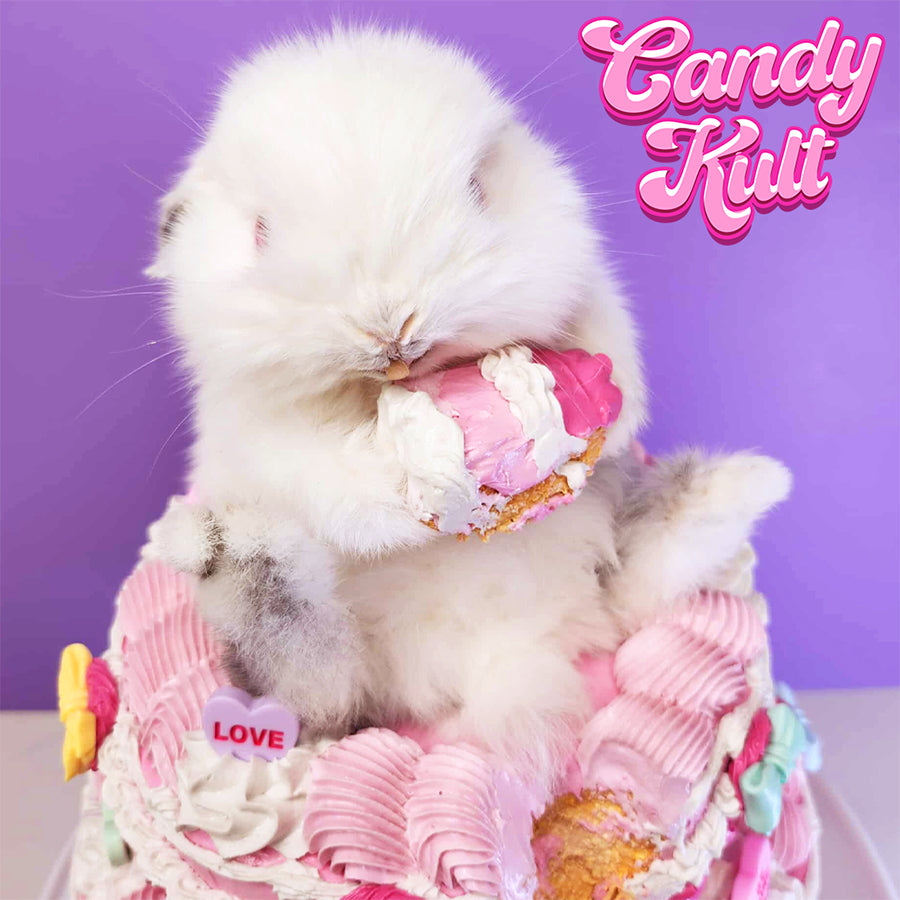 Cake Thief Bunny Cute Colourful Mount