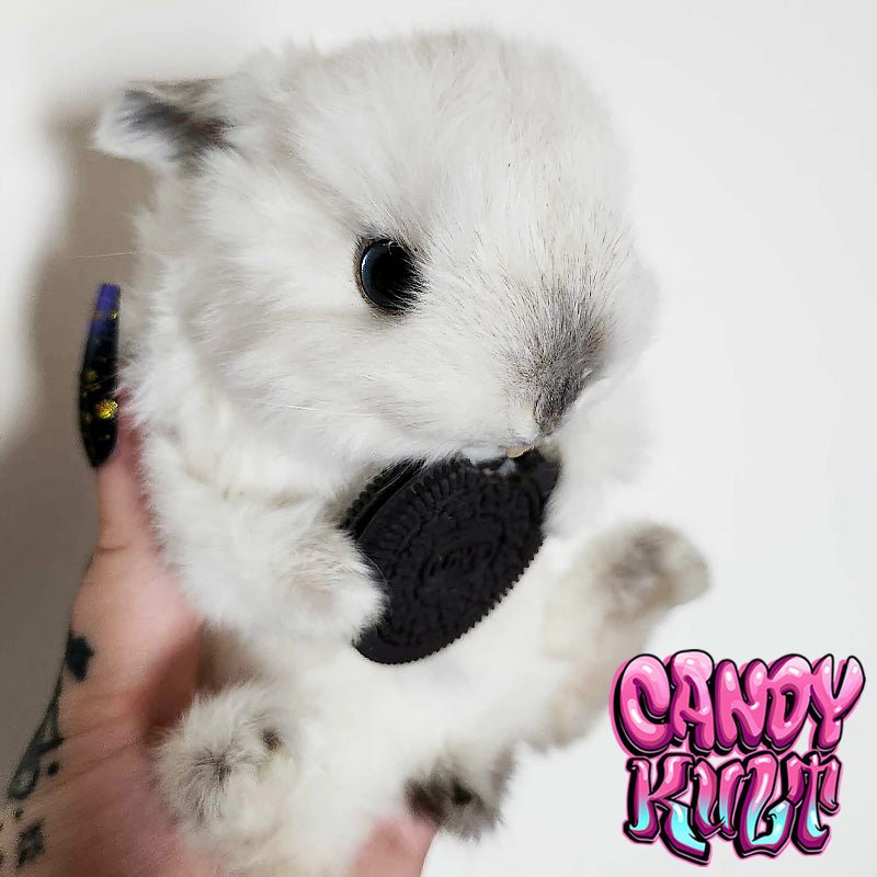 Oreo Cookie Bunny Candy Kult bunny taxidermy Candy Cult - Candy Kult Land - Wishbone - Boo Kitty - Panku - Frosti - Toxic Kitten - Hex - Heart - Cult Candy - Ca