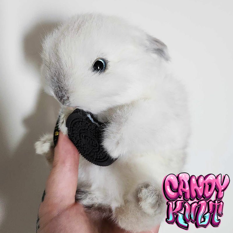 Oreo Cookie Bunny Candy Kult bunny taxidermy Candy Cult - Candy Kult Land - Wishbone - Boo Kitty - Panku - Frosti - Toxic Kitten - Hex - Heart - Cult Candy - Ca