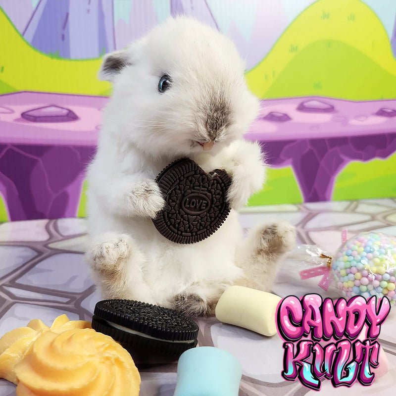 Oreo Cookie Bunny Candy Kult bunny taxidermy Candy Cult - Candy Kult Land - Wishbone - Boo Kitty - Panku - Frosti - Toxic Kitten - Hex - Heart - Cult Candy - Ca
