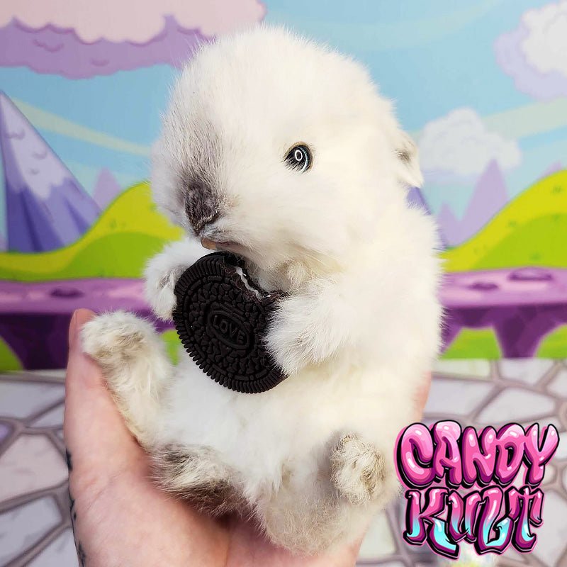 Oreo Cookie Bunny Candy Kult bunny taxidermy Candy Cult - Candy Kult Land - Wishbone - Boo Kitty - Panku - Frosti - Toxic Kitten - Hex - Heart - Cult Candy - Ca