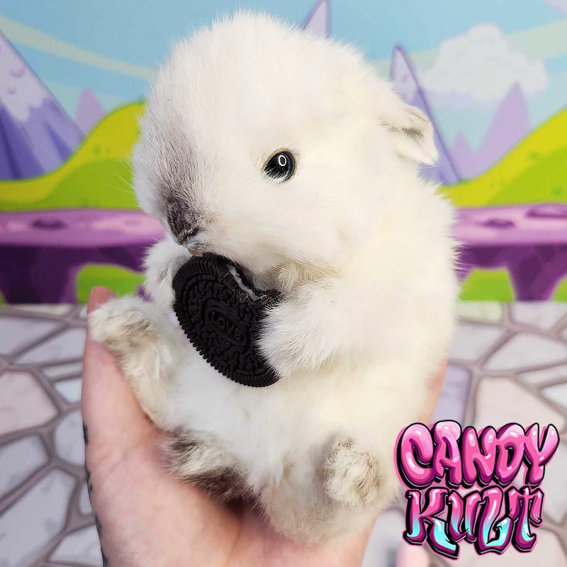Oreo Cookie Bunny Candy Kult bunny taxidermy Candy Cult - Candy Kult Land - Wishbone - Boo Kitty - Panku - Frosti - Toxic Kitten - Hex - Heart - Cult Candy - Ca