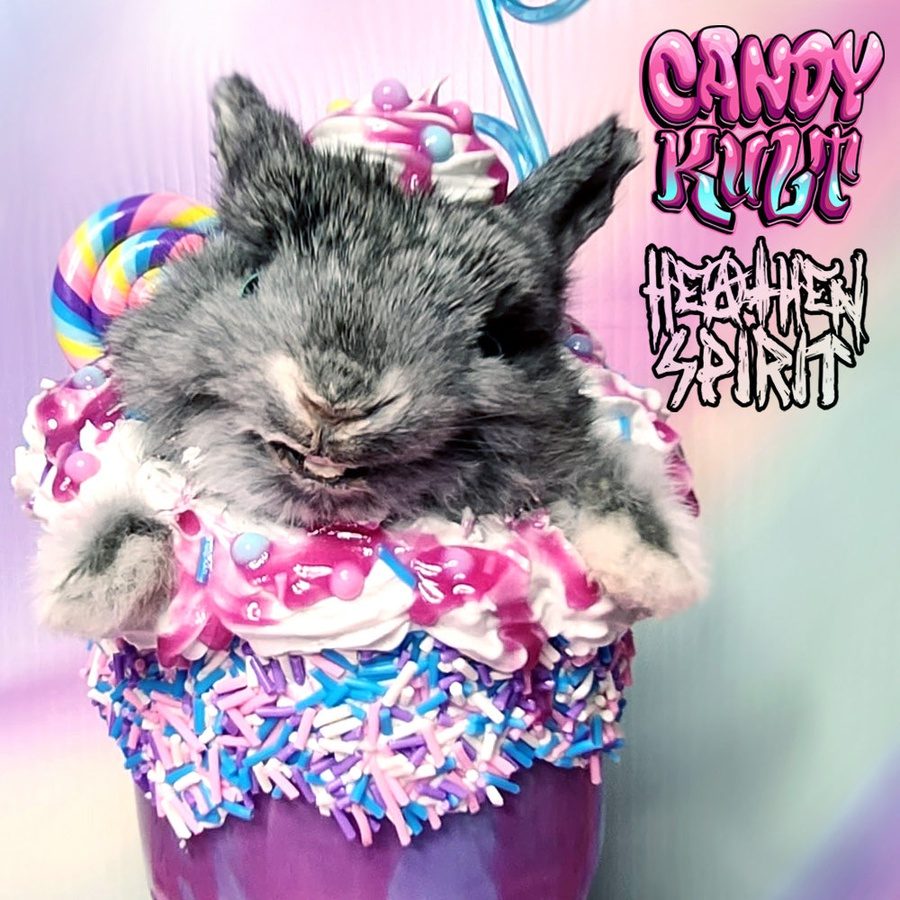 Cotton Candy Bubble Gum Milkshake Bunny Candy Kult bunny milkshake taxidermy Candy Cult - Candy Kult Land - Wishbone - Boo Kitty - Panku - Frosti - Toxic Kitten - Hex - Heart - Cult Candy - Ca